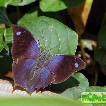 Memphis moruus
