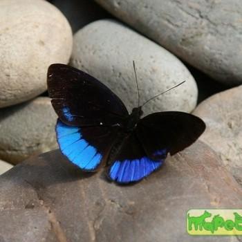 Eunica sophonisba