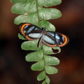 Oleria gunilla