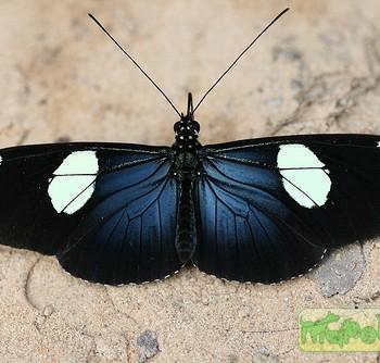 Heliconius wallacei