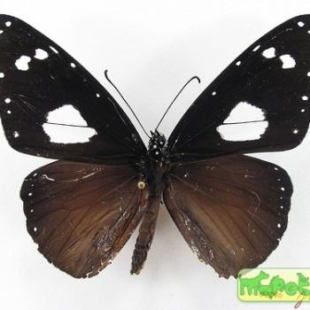 Amauris vashti