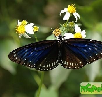 Euploea midamus