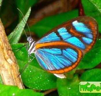 Oleria astrea