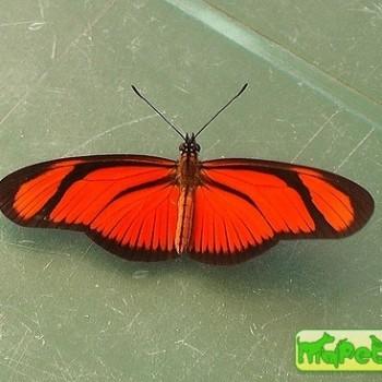 Eueides aliphera
