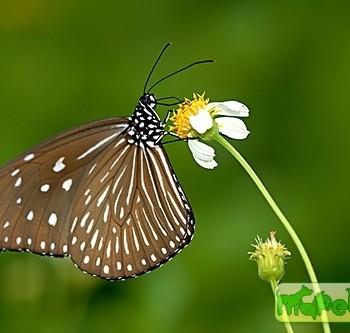 Euploea eyndhovii