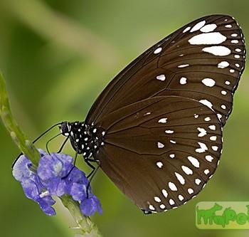 Euploea crameri