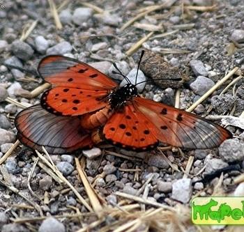 Acraea neobule