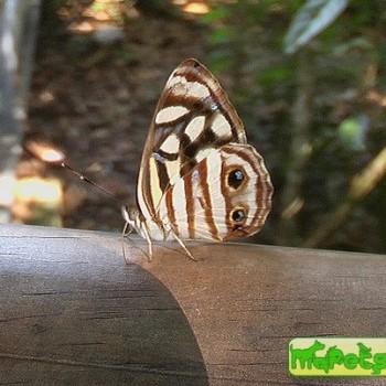 Dynamine pebana