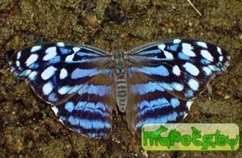 Myscelia leucocyana