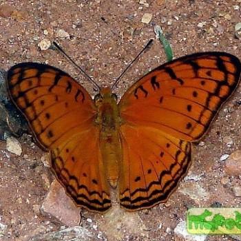 Phalanta madagascariensis