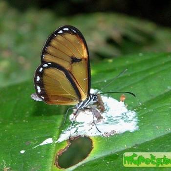 Pteronymia veia