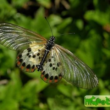 Acraea ranavalona