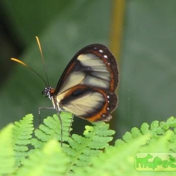 Napeogenes inachia