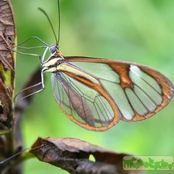 Hypoleria adasa