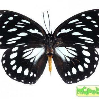 Euxanthe crossleyi