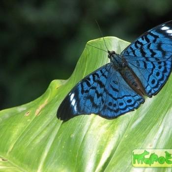 Panacea bleuzeni