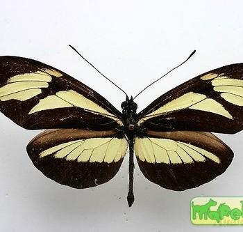 Heliconius nattereri