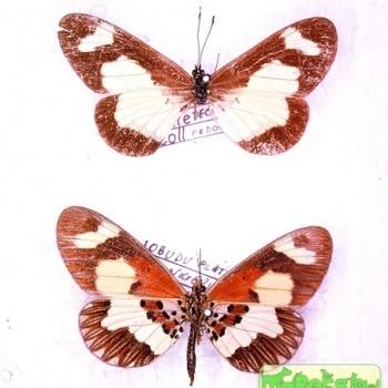 Acraea viviana