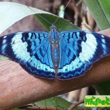 Panacea procilla
