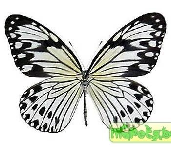 Ideopsis gaura