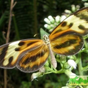 Ceratinia tutia