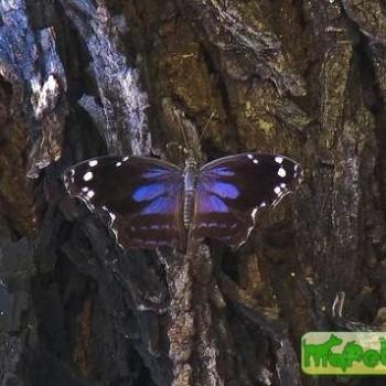 Myscelia cyananthe