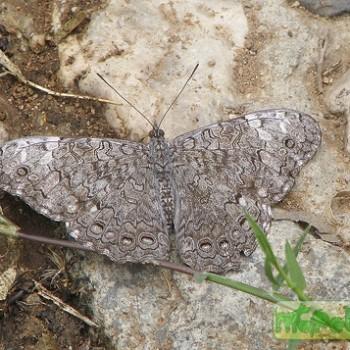 Hamadryas glauconome