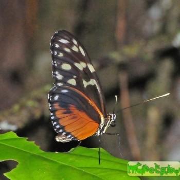 Napeogenes peridia