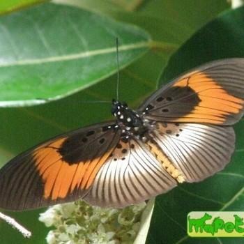 Acraea poggei