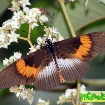 Acraea macarista