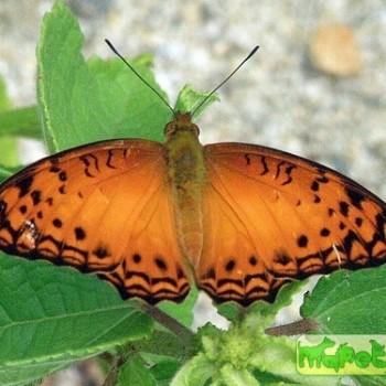 Phalanta eurytis