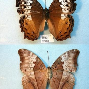 Vindula arsinoe