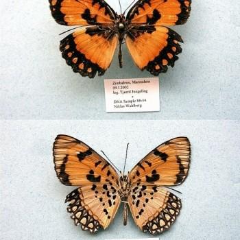 Byblia anvatara