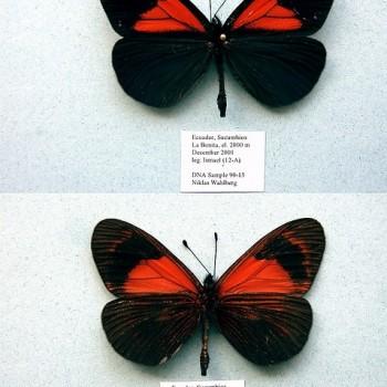 Altinote tenebrosa