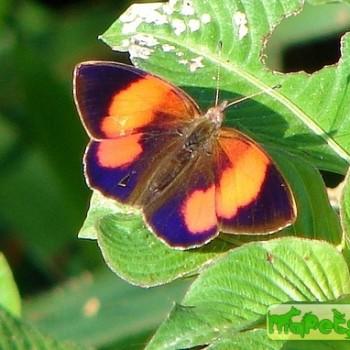 Haematera pyrame
