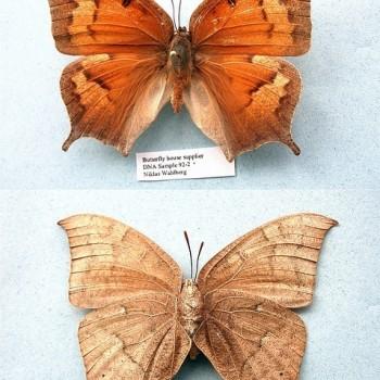 Anaea troglodyta
