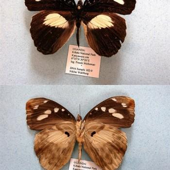 Aterica galene