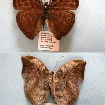 Bebearia sophus