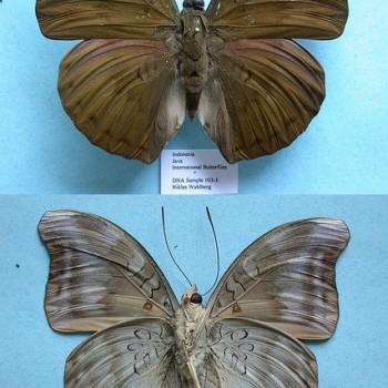 Dophla evelina