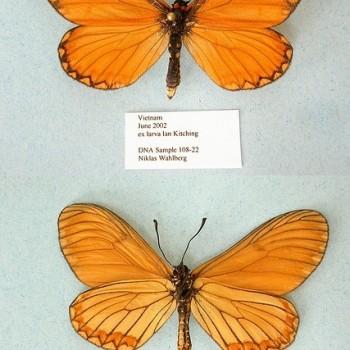 Acraea issoria