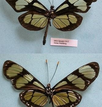 Methona themisto