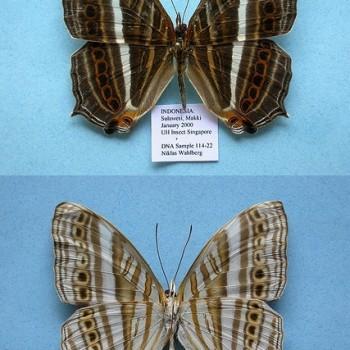 Cyrestis strigata
