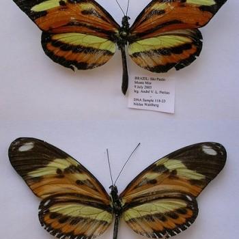 Heliconius ethilla