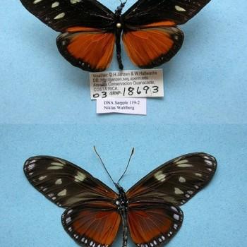 Eueides procula