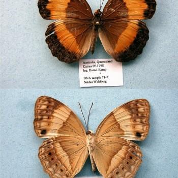 Cupha prosope