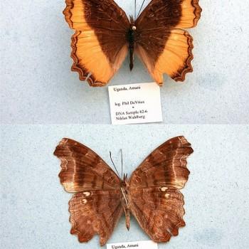 Eurytela dryope