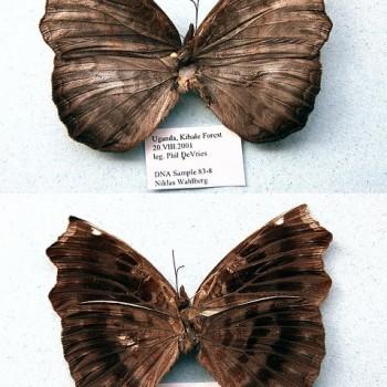 Ariadne enotrea
