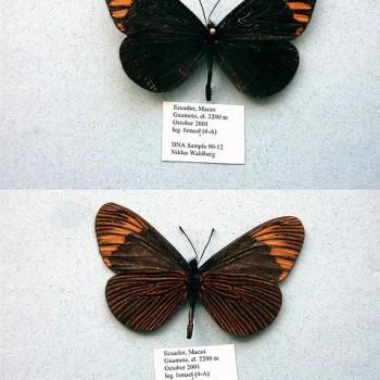 Abananote radiata