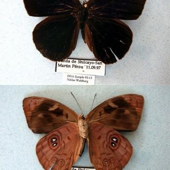 Eunica viola