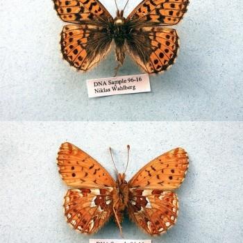 Boloria napaea